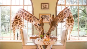 Giraffe Manor in Nairobi